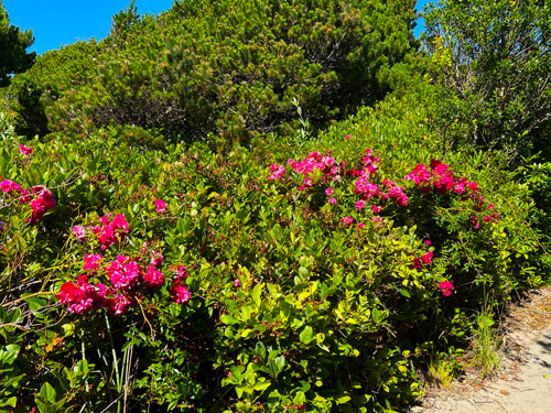 Colorful flowers along the paved pathway in Twin Rocks Turnaround Park.