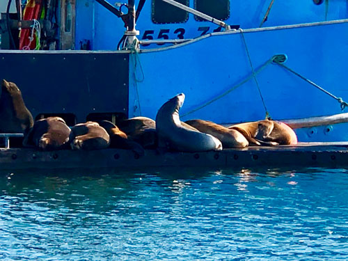 Seals on the dock at Newport Harbor.